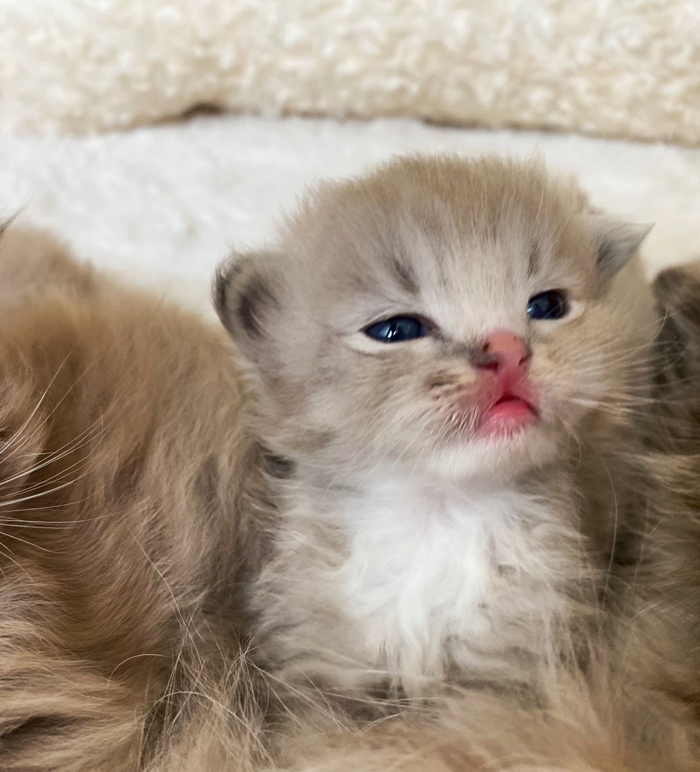 Adorable Ragdoll Kitten For Sale