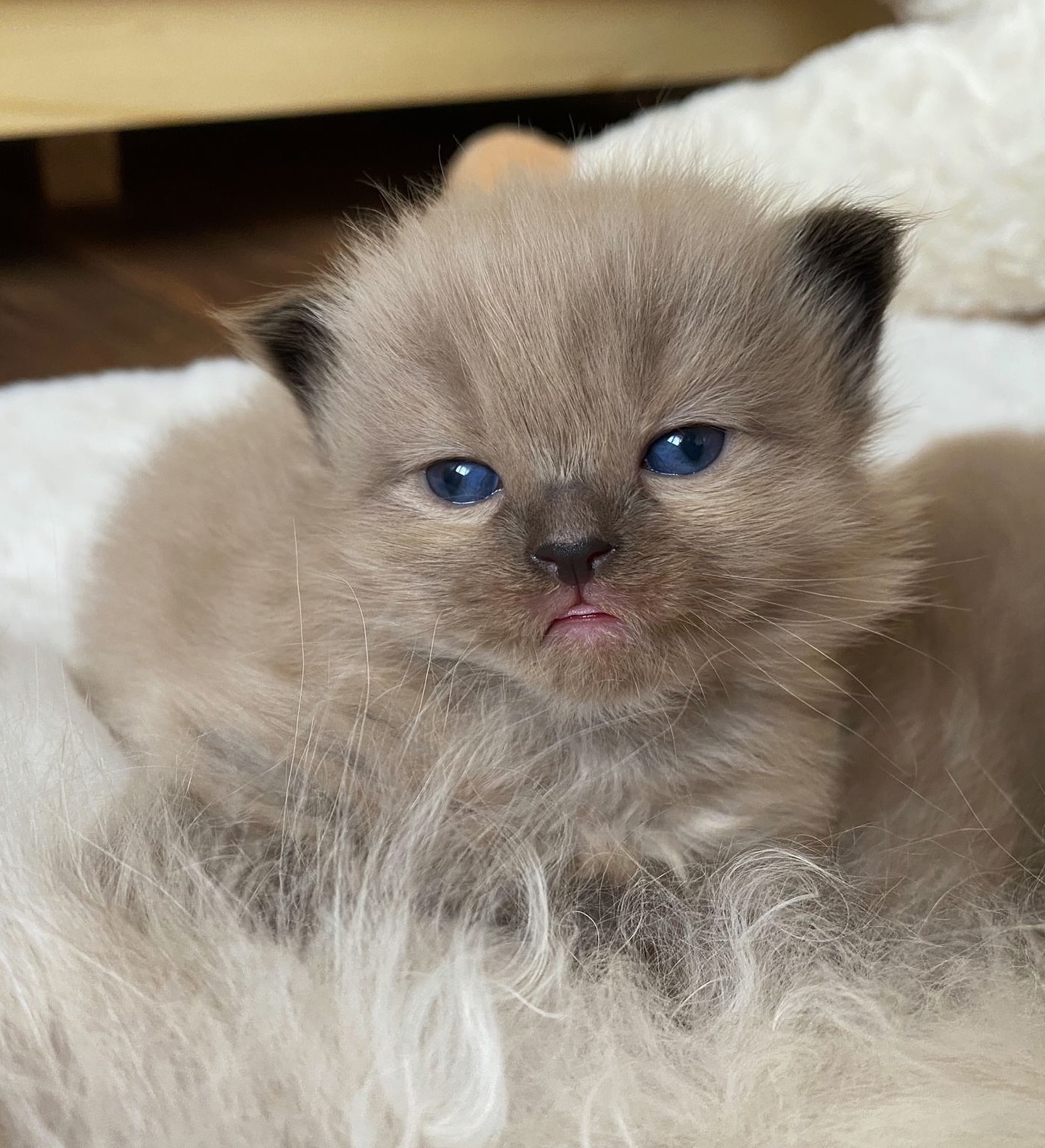 Adorable Ragdoll Kitten For Sale