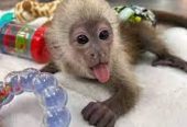 Outstanding Housebroken Diaper Trained Baby Marmoset & Capuchin Monkey for sale