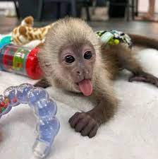 Outstanding Housebroken Diaper Trained Baby Marmoset & Capuchin Monkey for sale
