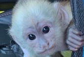 Outstanding Housebroken Diaper Trained Baby Marmoset & Capuchin Monkey for sale