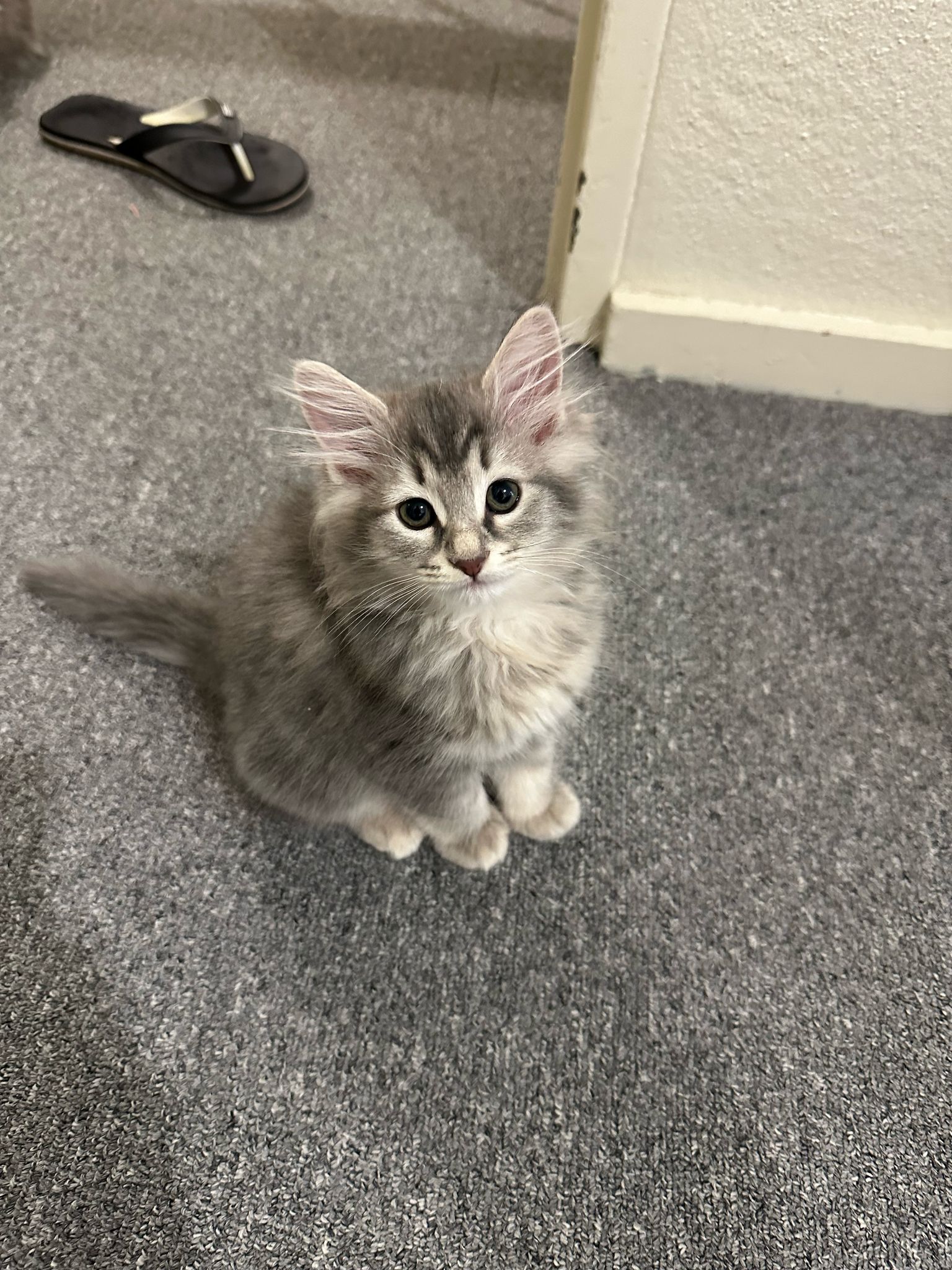 Adorable male and female Ragdoll Kittens Babies Available Now For Lovely Homes.