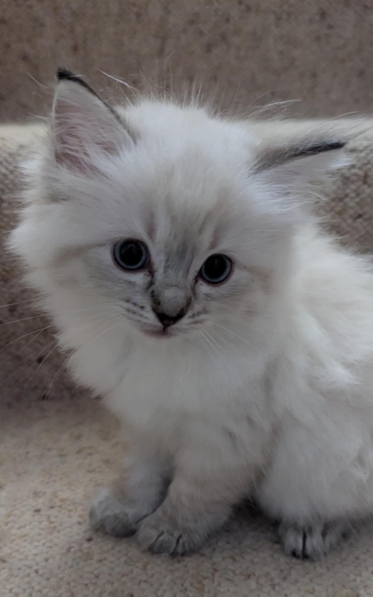 Adorable male and female Ragdoll Kittens Babies Available Now For Lovely Homes.