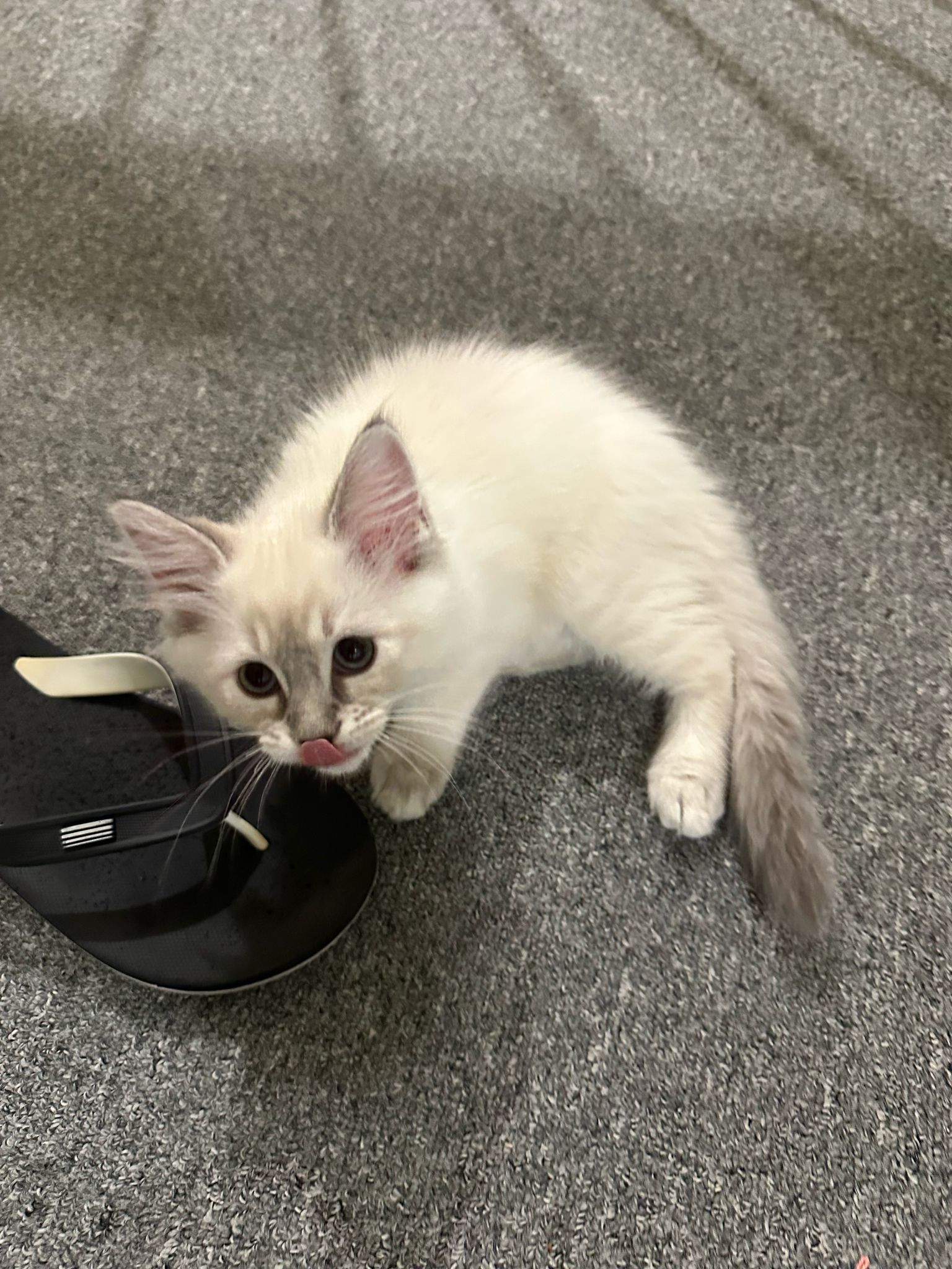 Adorable male and female Ragdoll Kittens Babies Available Now For Lovely Homes.