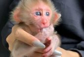 We have three capuchin monkeys available for sale