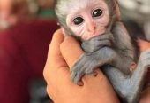 We have three capuchin monkeys available for sale
