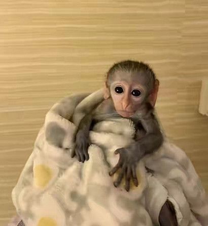 We have three capuchin monkeys available for sale