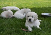 Healthy & Well-Socialized Eng. Cream Golden Retriever Puppies for Sale