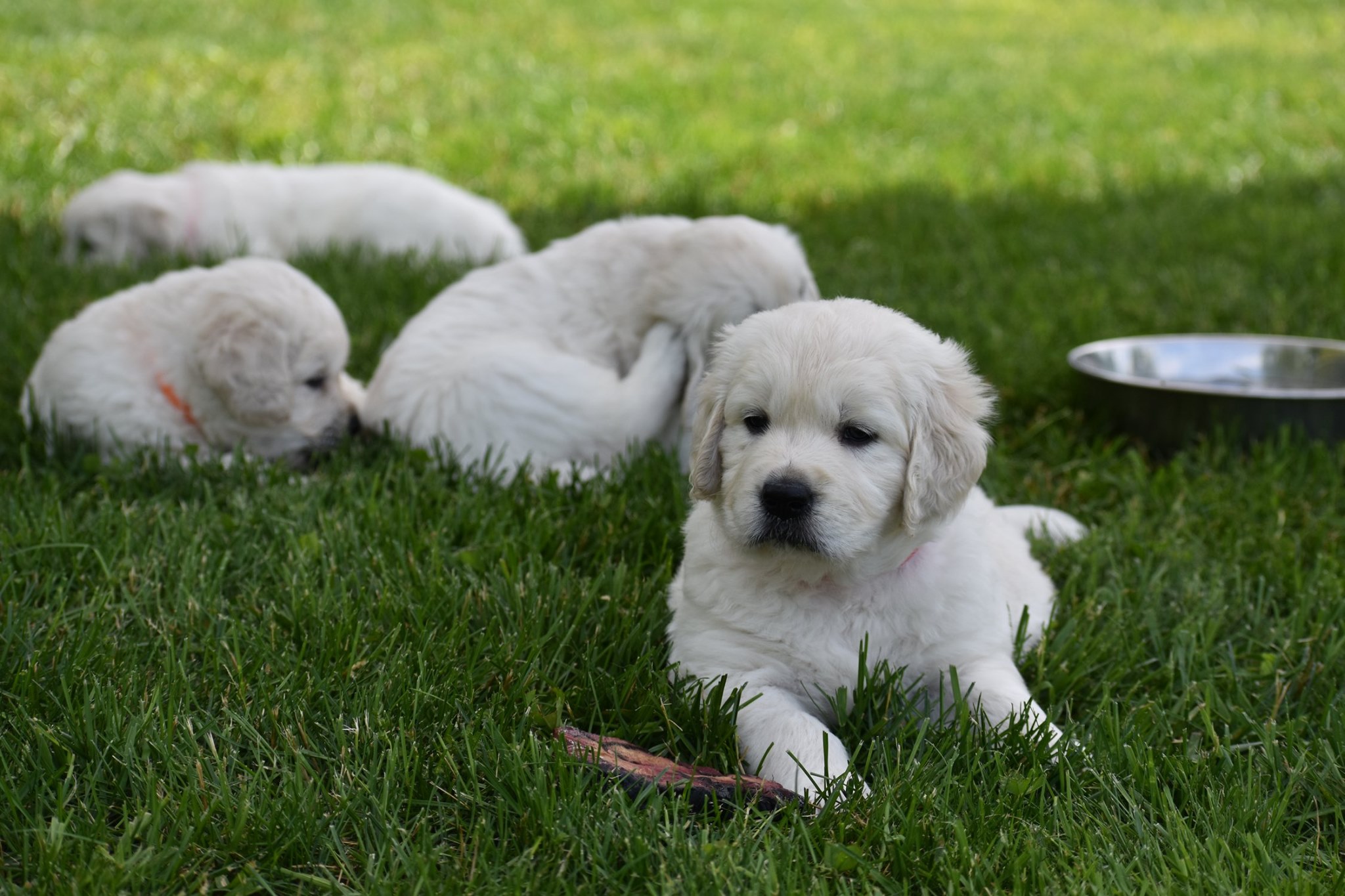 Healthy & Well-Socialized Eng. Cream Golden Retriever Puppies for Sale