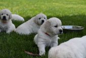 Healthy & Well-Socialized Eng. Cream Golden Retriever Puppies for Sale