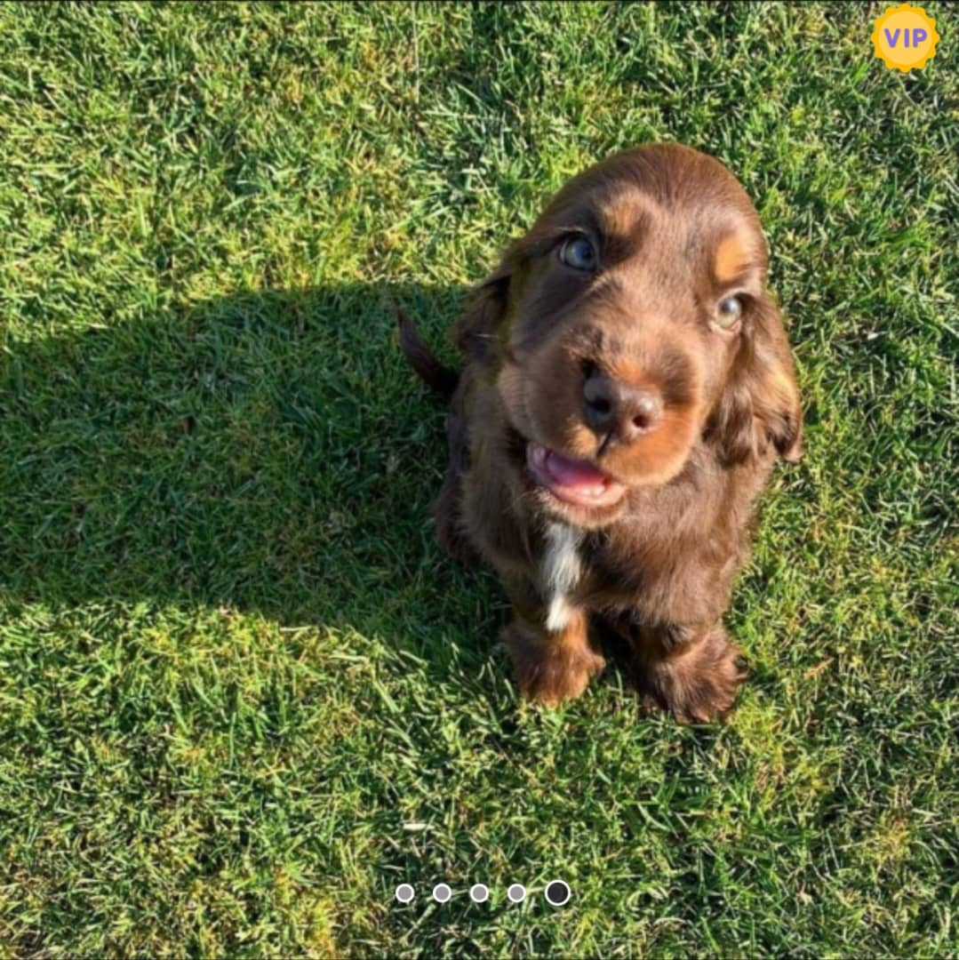 Beautifull chocolate boy