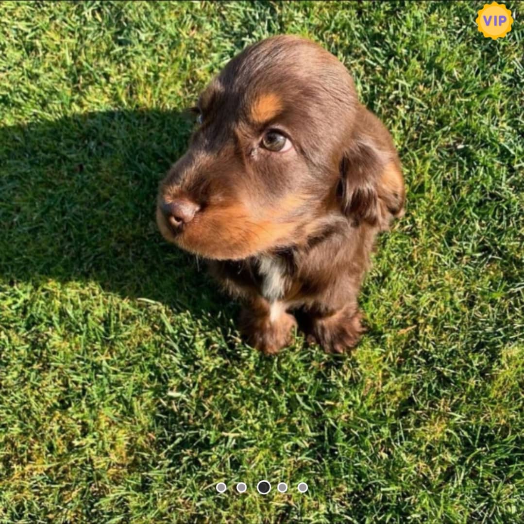 Beautifull chocolate boy