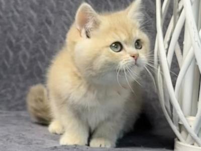 loving british shorthair kitten for adoption