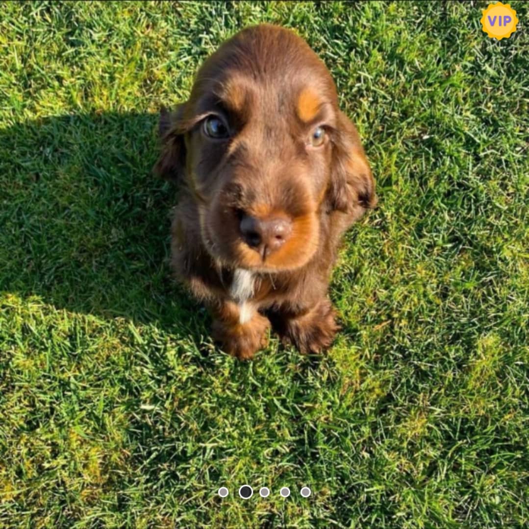 Beautifull chocolate boy