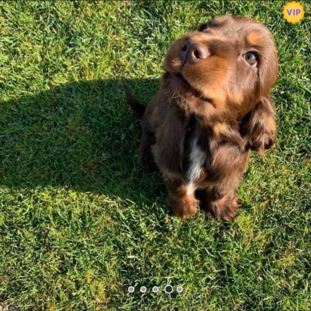 Beautifull chocolate boy