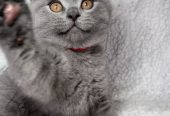 Lovely British Shorthair Kittens Ready to leave