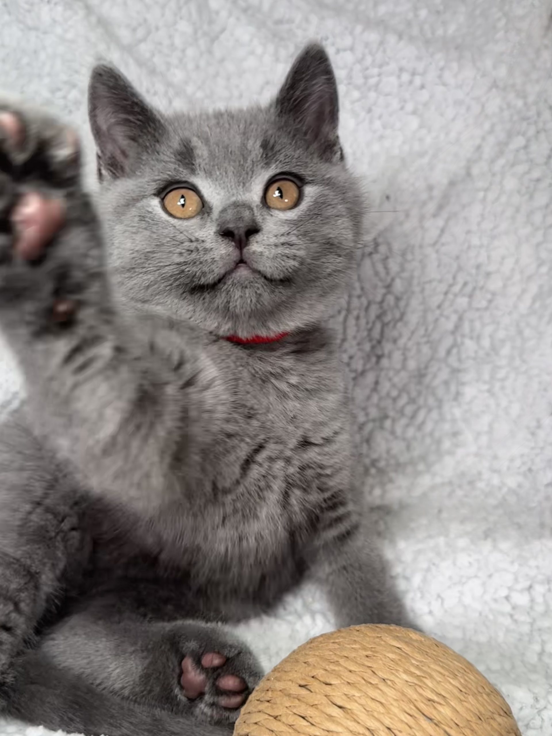Lovely British Shorthair Kittens Ready to leave