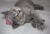 Lovely British Shorthair Kittens Ready to leave