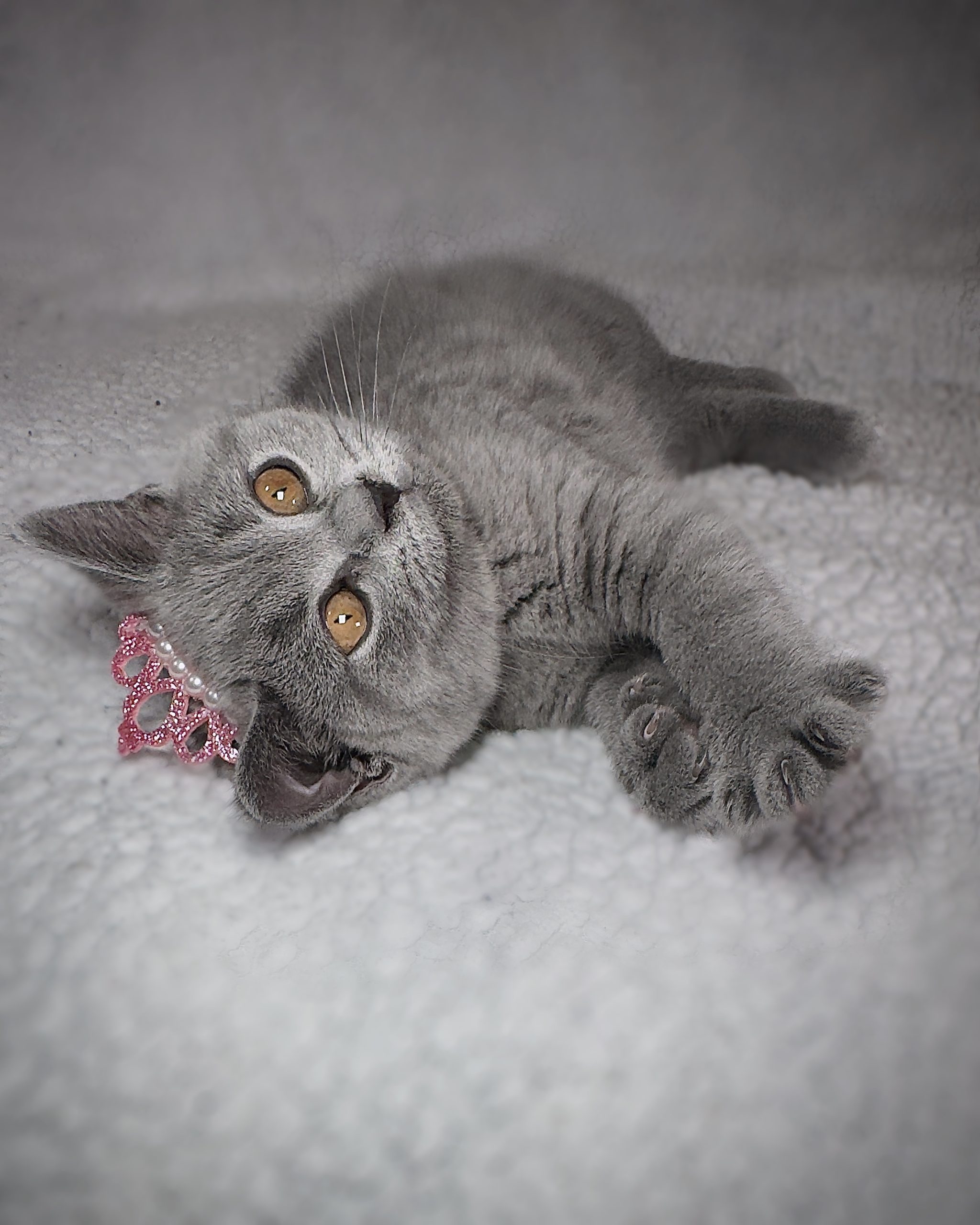 Lovely British Shorthair Kittens Ready to leave