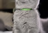 Lovely British Shorthair Kittens Ready to leave