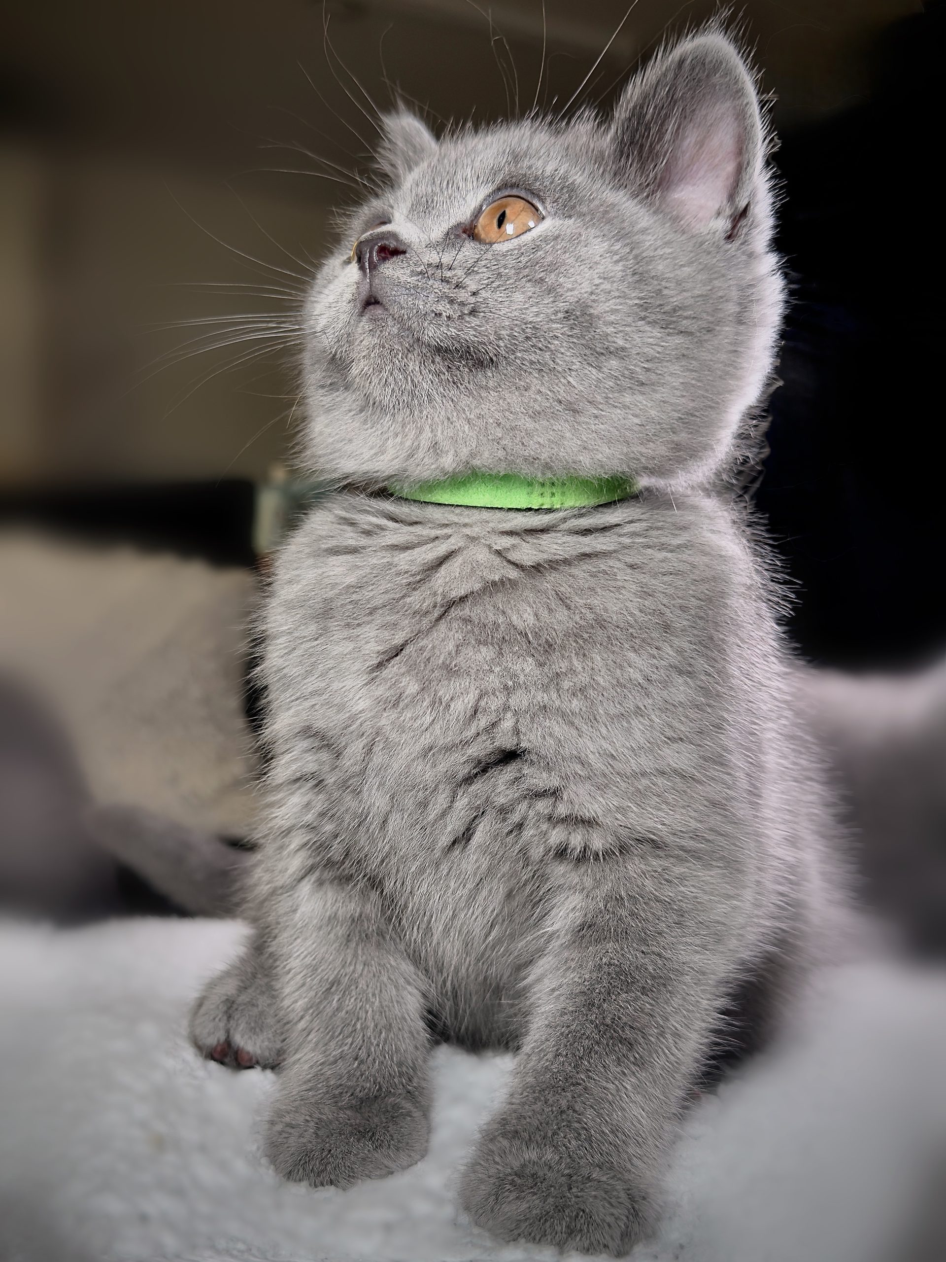 Lovely British Shorthair Kittens Ready to leave