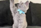 Lovely British Shorthair Kittens Ready to leave