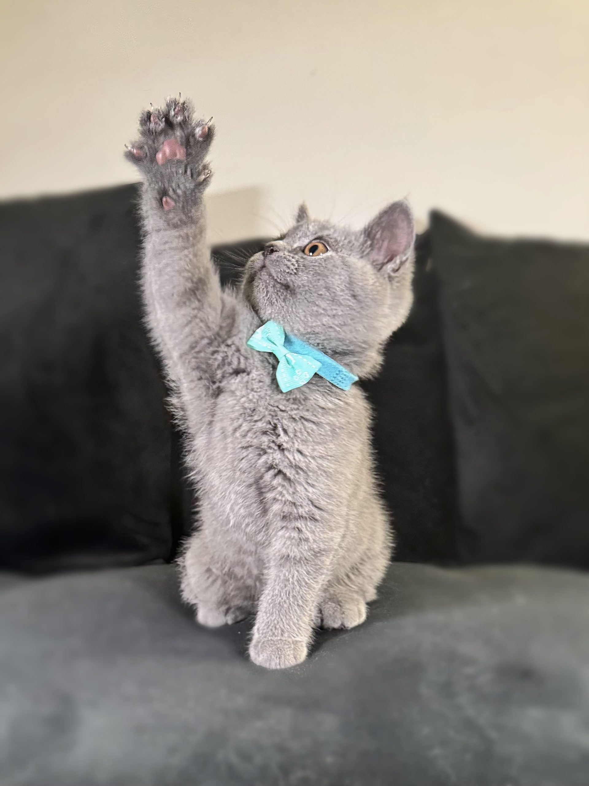 Lovely British Shorthair Kittens Ready to leave