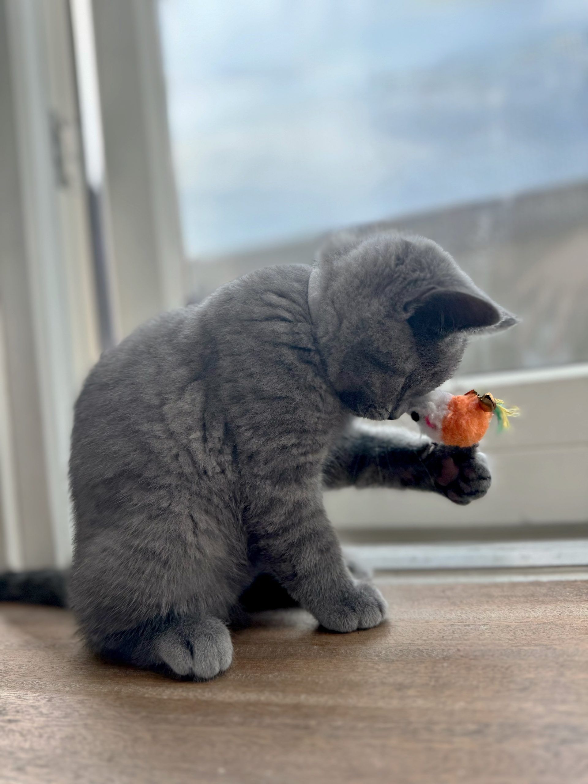 Lovely British Shorthair Kittens Ready to leave