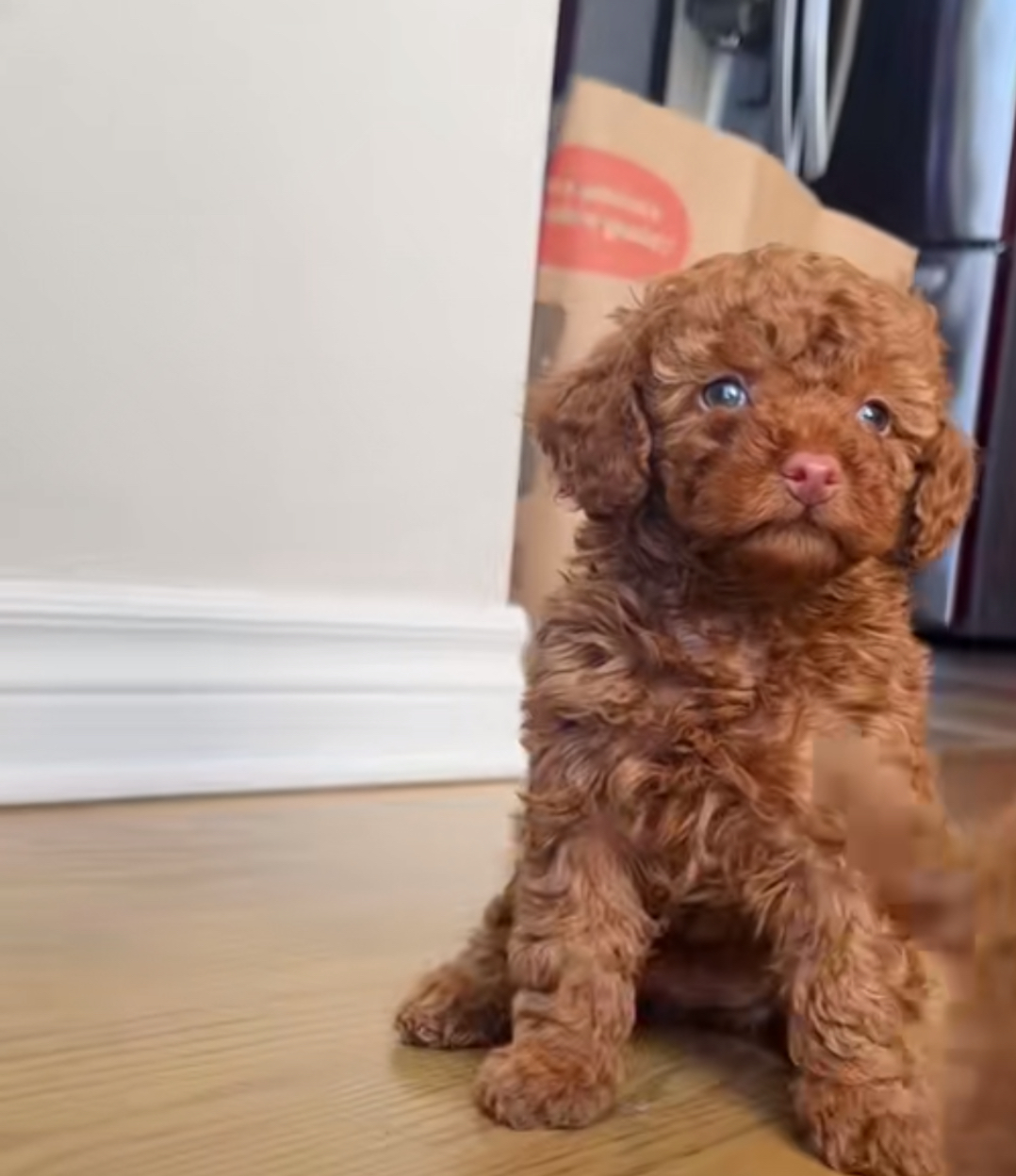 Beautiful Toy Poodle Puppy – Ready for Adoption