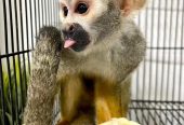 Available Squirrel Monkeys for Life companion