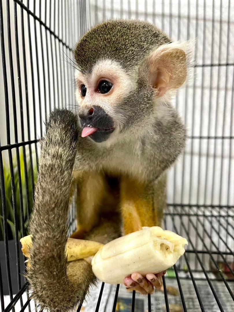 Available Squirrel Monkeys for Life companion