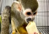 Available Squirrel Monkeys for Life companion