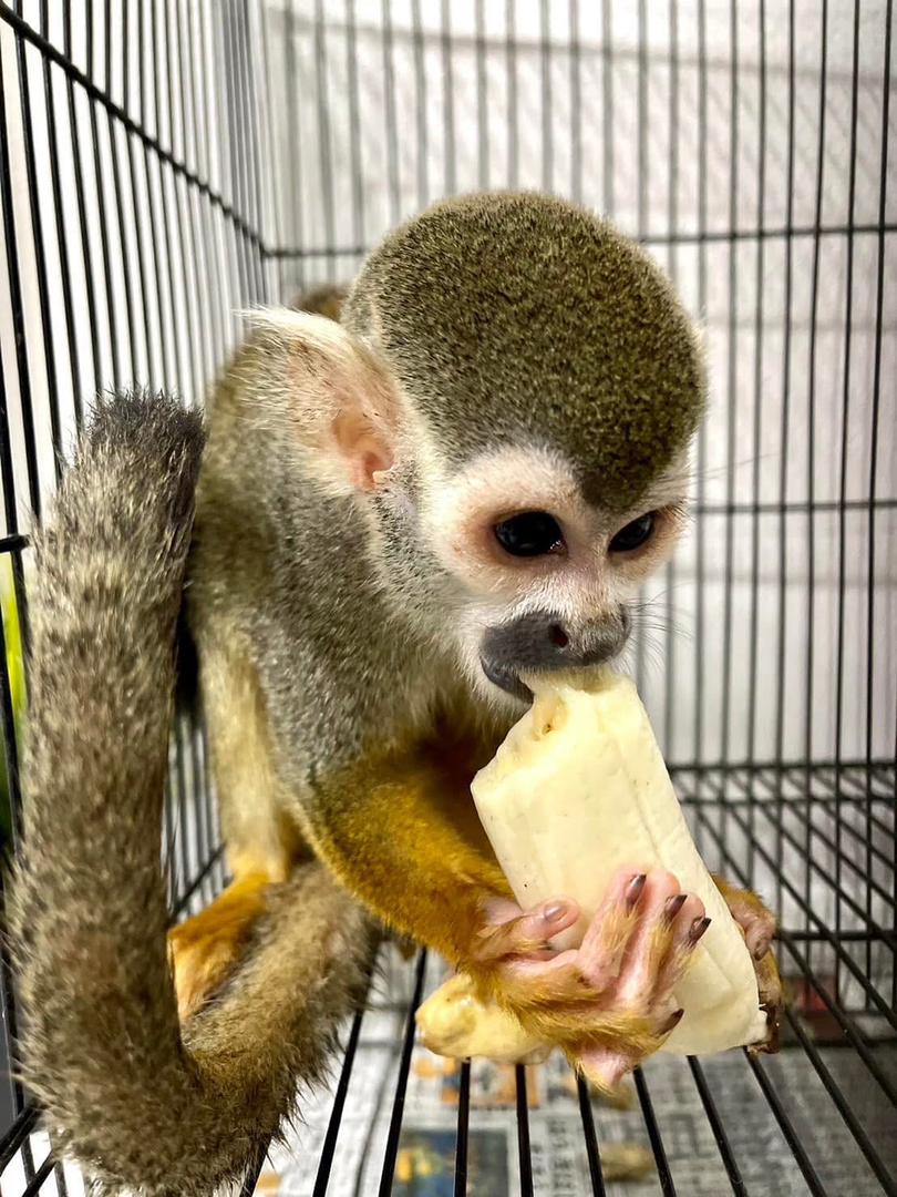 Available Squirrel Monkeys for Life companion