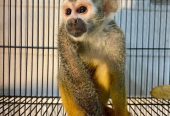 Available Squirrel Monkeys for Life companion
