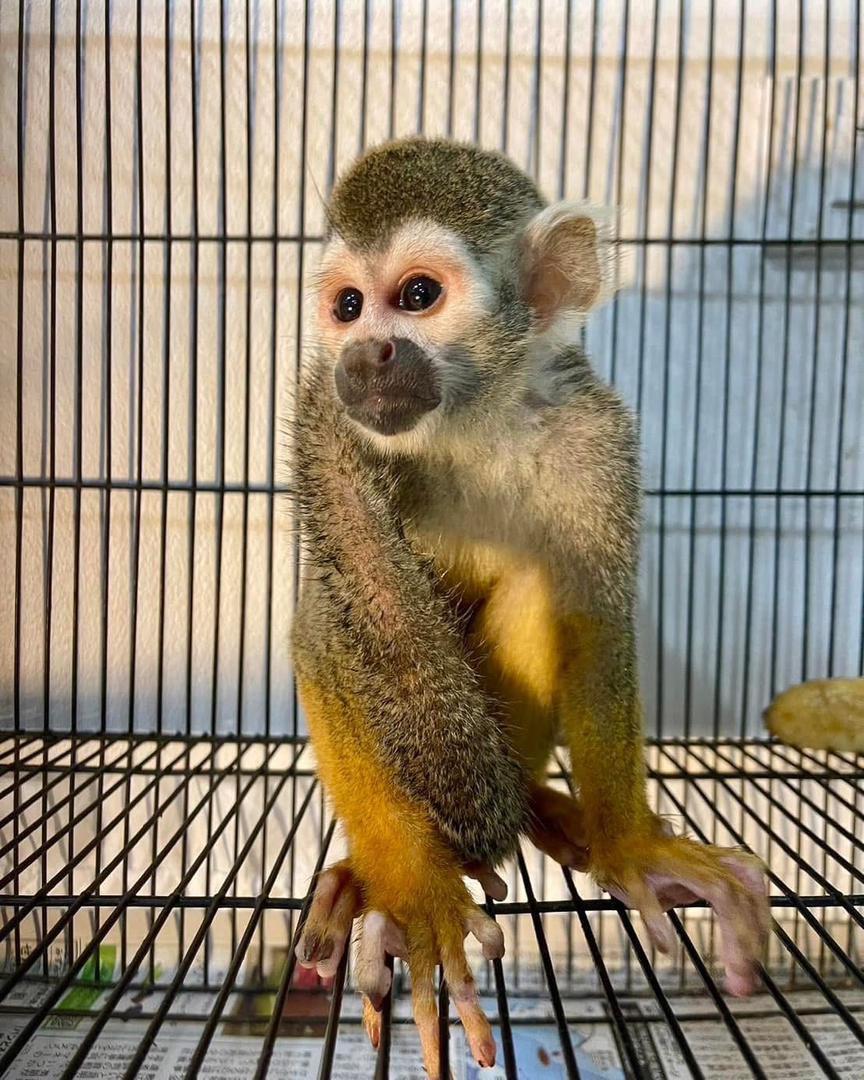 Available Squirrel Monkeys for Life companion
