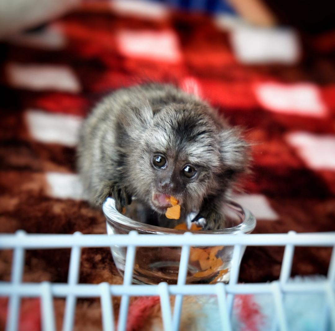Pygmy Finger Marmoset Ready