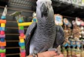 Healthy African Grey Parrot – 7-Month-Old Female (Kiwi)