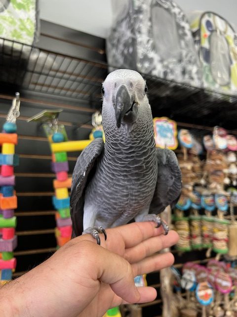 Healthy African Grey Parrot – 7-Month-Old Female (Kiwi)