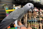 Healthy African Grey Parrot – 7-Month-Old Female (Kiwi)