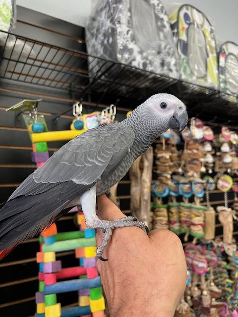 Healthy African Grey Parrot – 7-Month-Old Female (Kiwi)