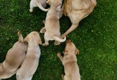 Fox red Labrador Retrievers pups for sale.
