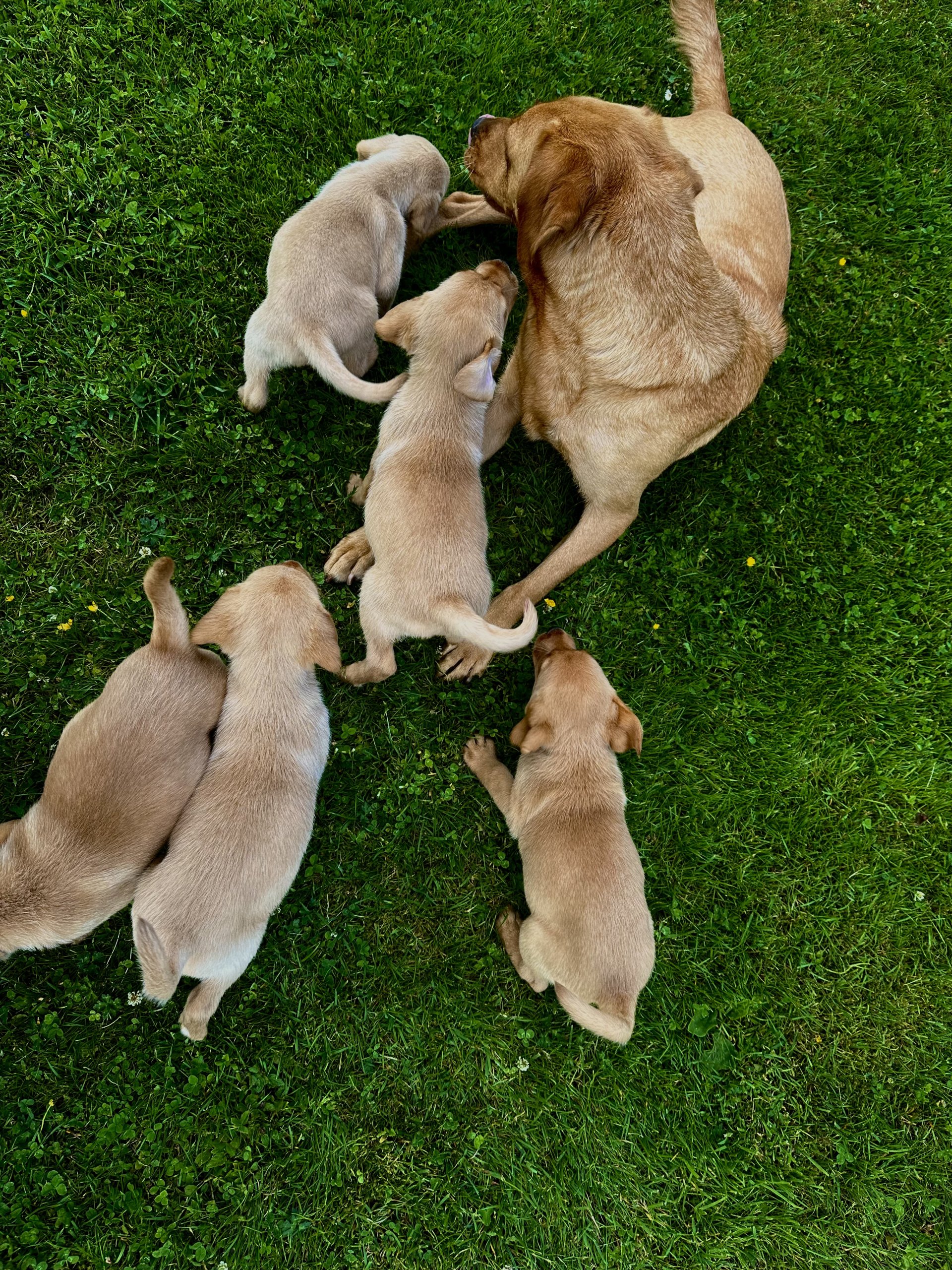 Fox red Labrador Retrievers pups for sale.