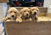 Fox red Labrador Retrievers pups for sale.