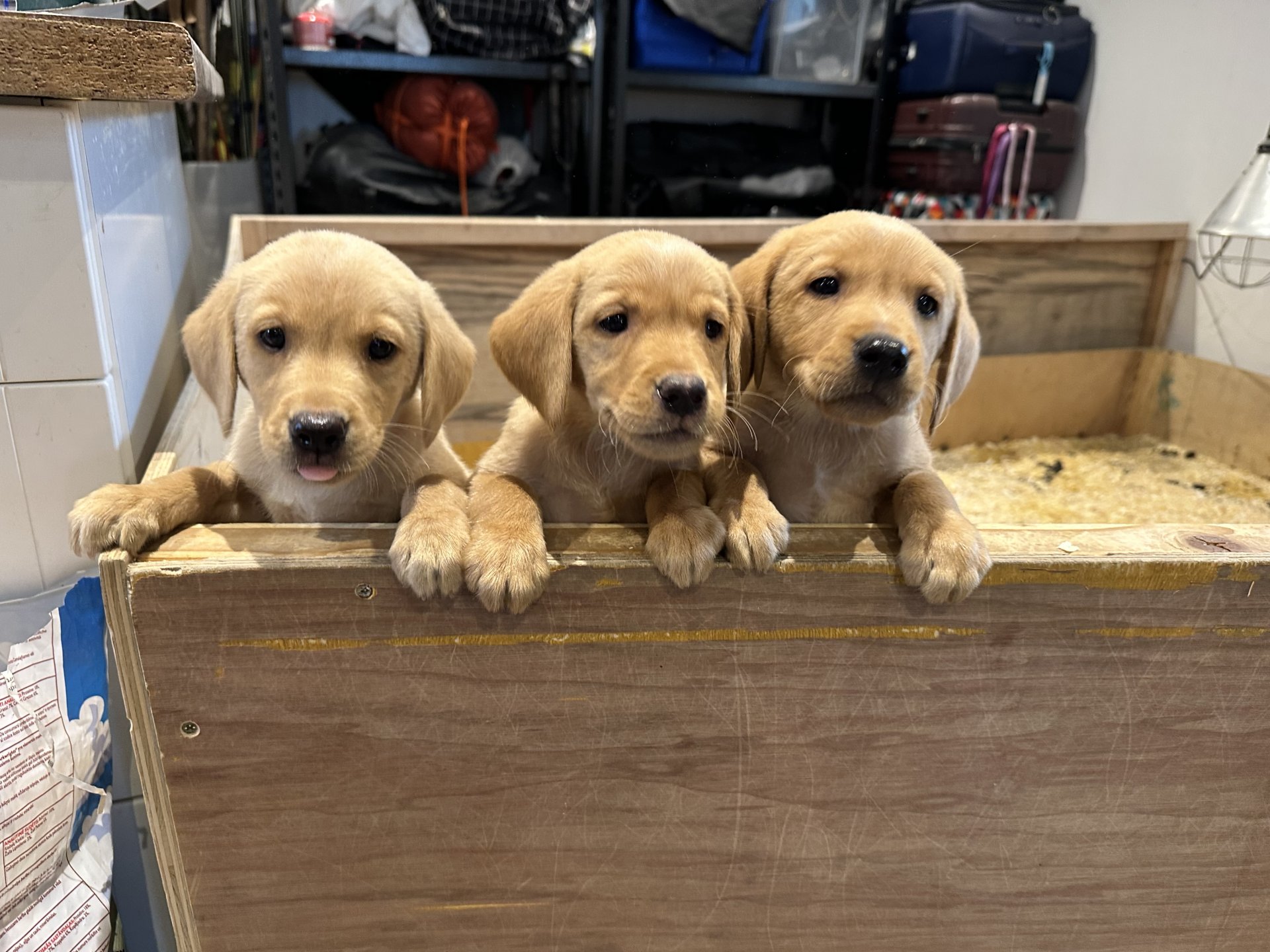 Fox red Labrador Retrievers pups for sale.