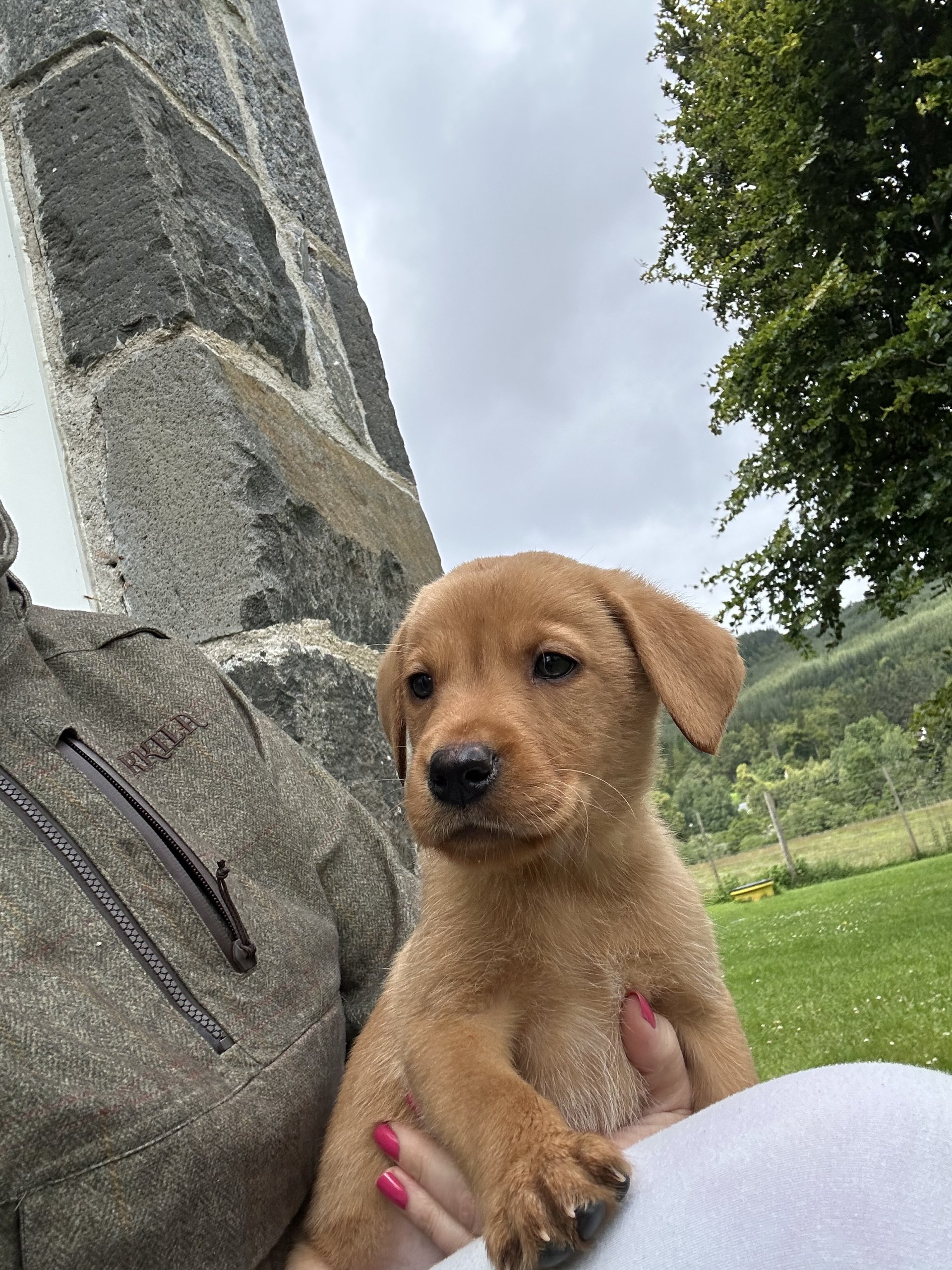 Fox red Labrador Retrievers pups for sale.