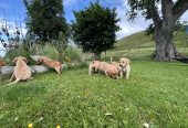Fox red Labrador Retrievers pups for sale.