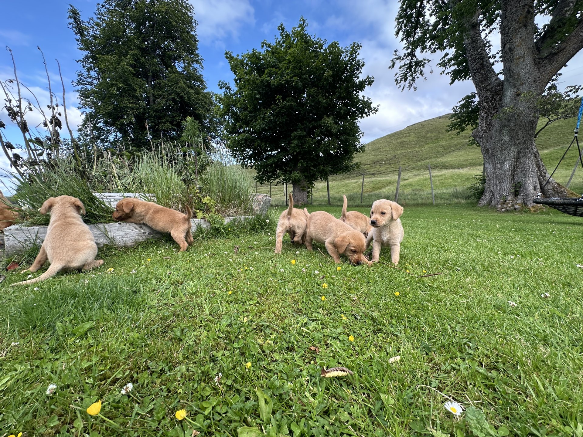 Fox red Labrador Retrievers pups for sale.