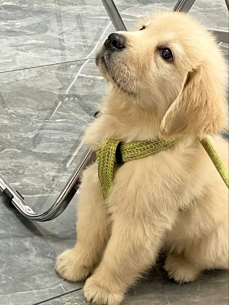 A playful Labrador puppy looking for a new home