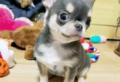 Teacup Chihuahua puppies for adoption