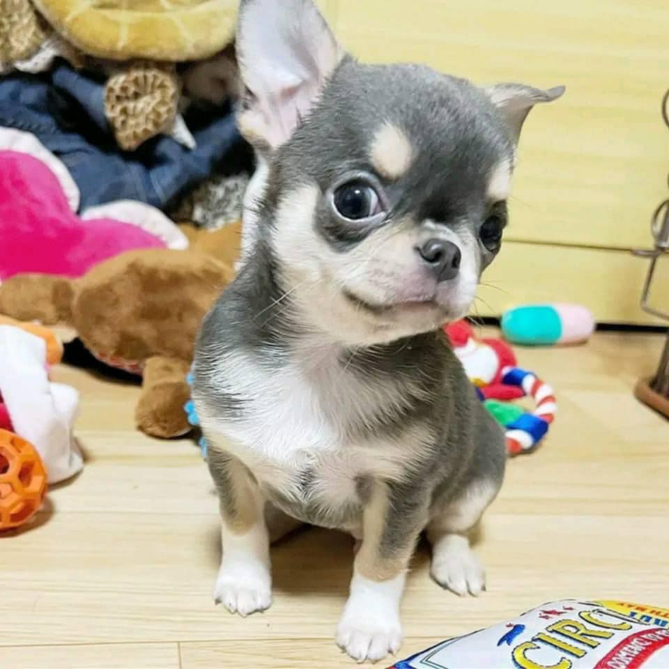 Teacup Chihuahua puppies for adoption